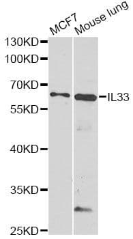 IL-33 Antibody
