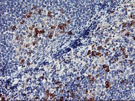 ENPEP / Aminopeptidase A Antibody (clone OTI1E3)