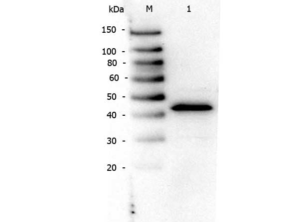 PPARA / PPAR Alpha Antibody (aa1-25)