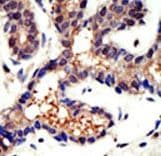 Polyclonal Rabbit anti-Human UBQLN3 Antibody (aa1-30, IHC, WB)