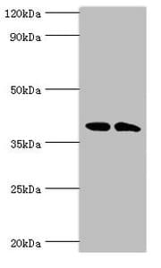 CSNK1A1L Antibody (aa1-337)