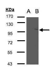 NSMAF Antibody (aa262-570)
