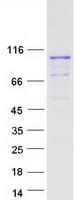 Human PCDHGB2 Protein (Recombinant Myc-DDK (Flag))