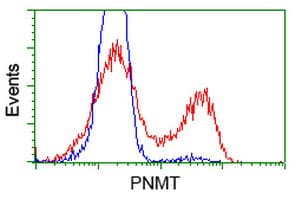 PNMT Antibody (clone OTI2E3)