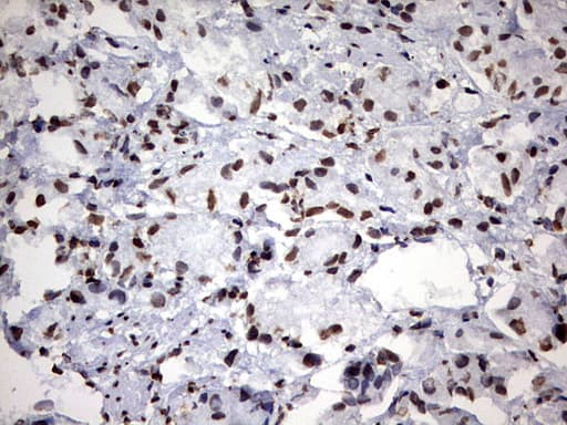 H2AFY2 Antibody (aa2-261, clone OTI1E9)
