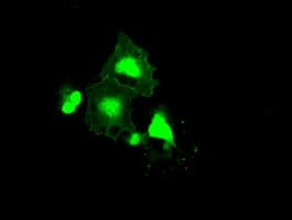 FRK Antibody (clone OTI5G4)
