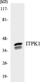 Polyclonal Rabbit anti-Human ITPK1 Antibody (aa52-101, WB)