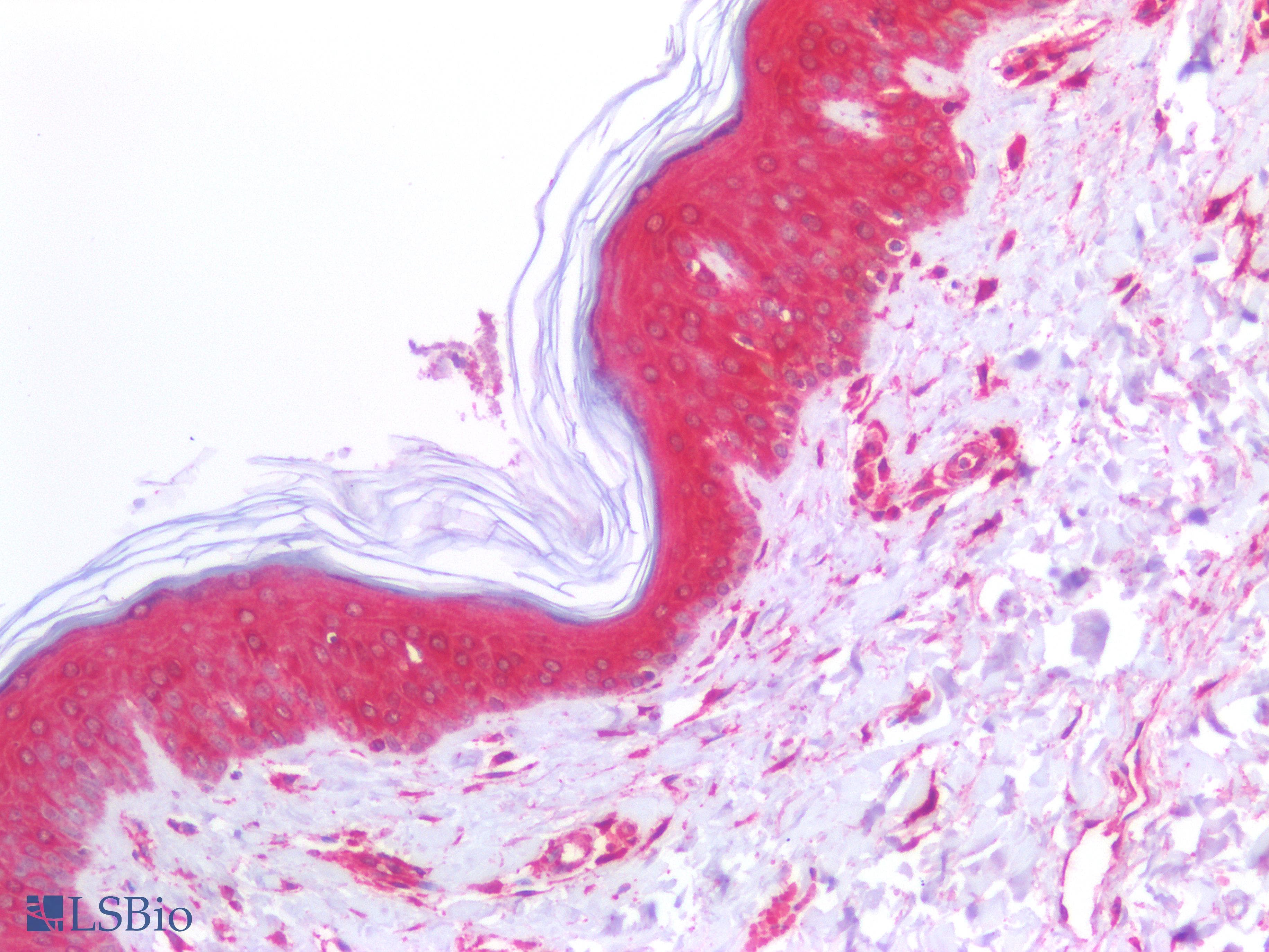 PathPlus™ CANX / Calnexin Antibody (clone 1D4)