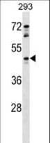 FKSG80 / GPR81 Antibody (aa287-316)