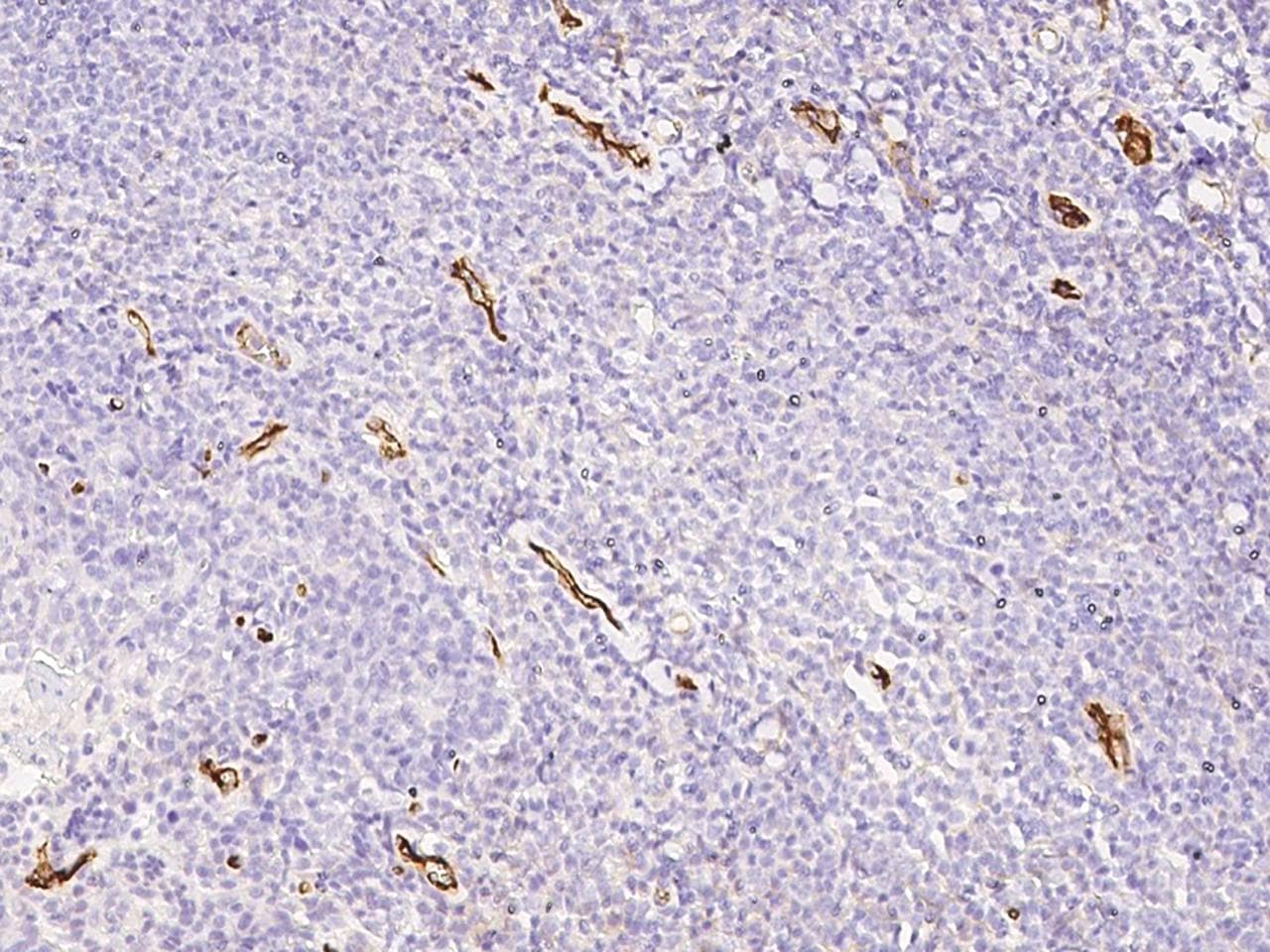 CD105 Antibody (Preservative Free)