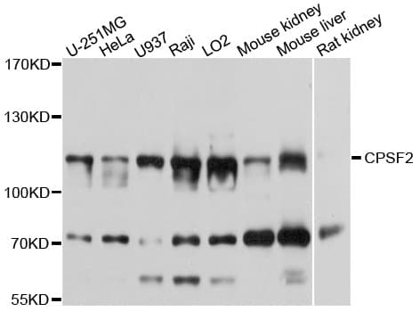 CPSF2 Antibody