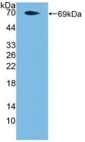 F2RL3 / PAR4 Antibody (aa48-385, Cy3)