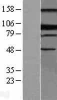 BLIMP1 / PRDM1 Protein (Over-Expression Lysate Myc-DDK (Flag))
