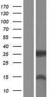 Human CD32B Protein (Over-Expression Lysate Myc-DDK (Flag))