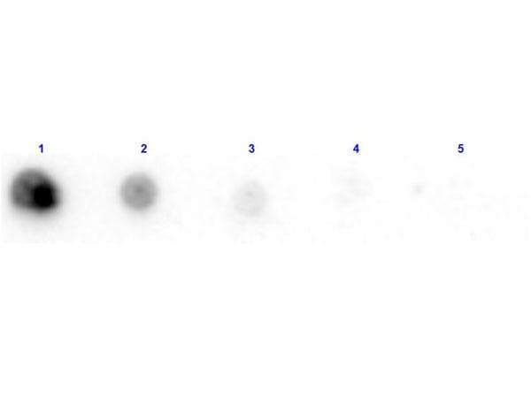 Polyclonal Rabbit anti-Enterobacter cloacae Penicillinase Antibody (Lyophilized, Biotin, WB)
