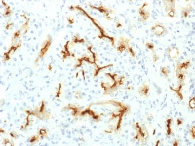CFTR Antibody (aa 258-385, clone CFTR/1775R, Azide-free, Carrier-free)