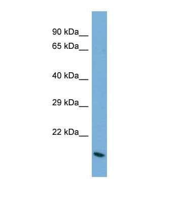 BARX2 Antibody (aa71-120)