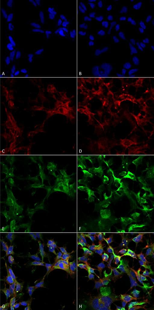 Dityrosine Antibody (clone 10A6, APC)