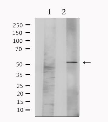GFRA1 / GFR Alpha Antibody