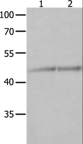 NCK1 / NCK Antibody