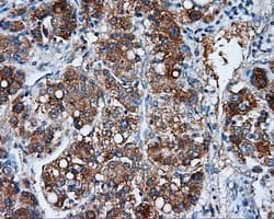 NME4 Antibody (clone OTI1A5)