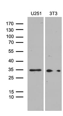HOXD9 Antibody (aa109-352, clone OTI2B1)