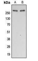 FLNA / Filamin A Antibody (phospho-Ser2152)