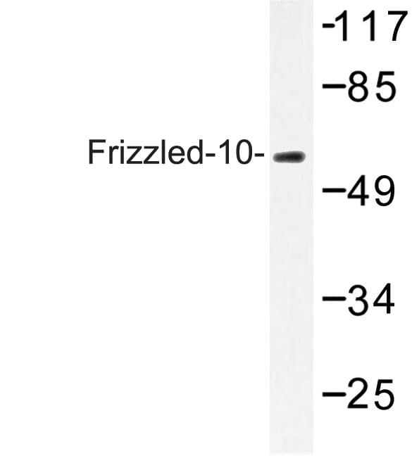 FZD10 / Frizzled 10 Antibody (Leu164)