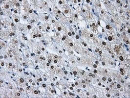 HNRNPF / hnRNP F Antibody (clone OTI5F5)