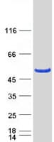 Human ERMN / Juxtanodin Protein (Recombinant Myc-DDK (Flag))