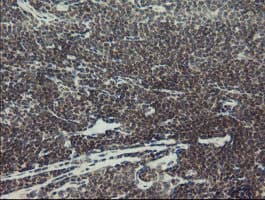 MYNN Antibody (clone OTI1C11)