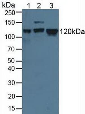 MCM2 Antibody (aa473-679, APC)
