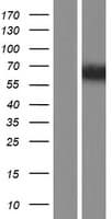 TSKS Protein (Over-Expression Lysate Myc-DDK (Flag))