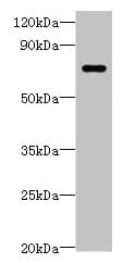 IHC-plus™ Polyclonal Rabbit anti-Human LRRC40 Antibody (IHC, WB)