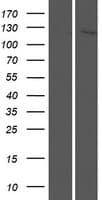 NLRP8 Protein (Over-Expression Lysate Myc-DDK (Flag))