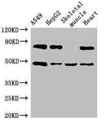 ASB4 Antibody