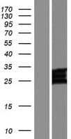 CLDN24 Protein (Over-Expression Lysate Myc-DDK (Flag))