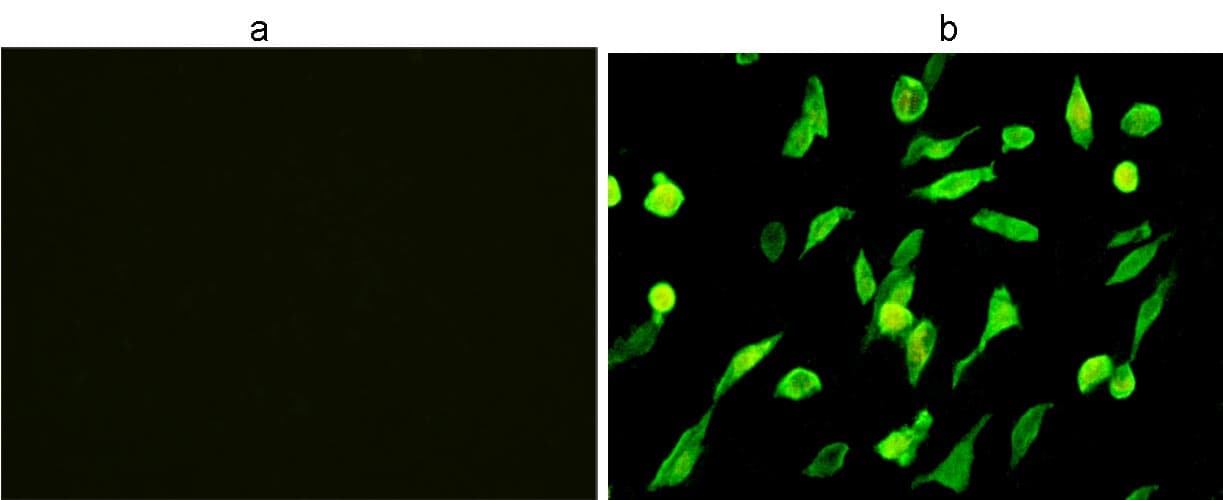 His Tag Antibody (HiLyte Fluor 488)