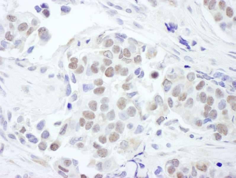 GATA3 Antibody (aa150-200)