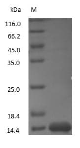 LYZ / Lysozyme Protein (Native)