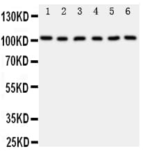 MCM2 Antibody (aa884-904)