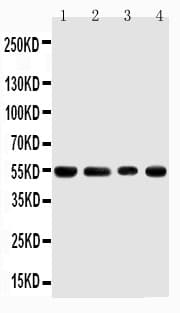 TRAF4 Antibody (aa437-454)