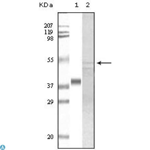 GSK3A / GSK3 Alpha Antibody