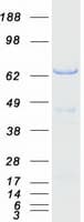 Human GORASP1 / GRASP65 Protein (Recombinant Myc-DDK (Flag))
