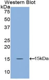 ANGPT1 / Angiopoietin-1 Antibody (aa148-266)