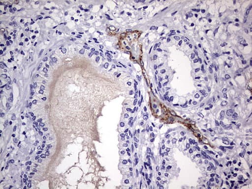 VWF / Von Willebrand Factor Antibody (aa764-1263, clone OTI6C7)