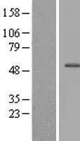 CXorf59 Protein (Over-Expression Lysate Myc-DDK (Flag))