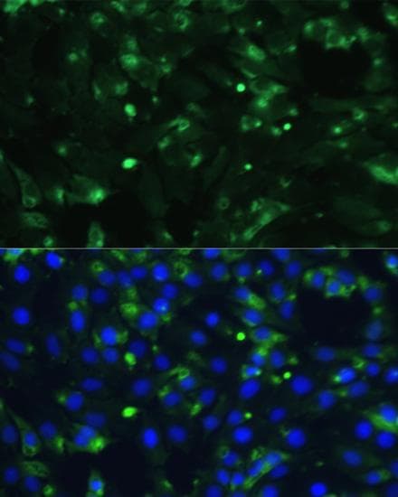 ENO1 / Alpha Enolase Antibody
