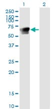 GRB7 Antibody (clone 3C12)