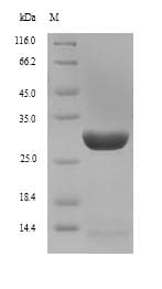 Mouse IL7R / CD127 Protein (Recombinant 6His, N-terminus)